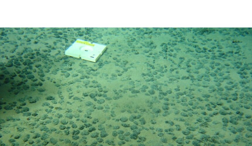 Le submersible Nautile explore les profondeurs abyssales du Pacifique lors de la campagne Nodinaut menée par l’Ifremer (mai-juin 2004). Objectif : étudier les zones de permis minier françaises, où reposent les précieux nodules polymétalliques, riches en manganèse, cobalt et nickel. Photo : Ifremer