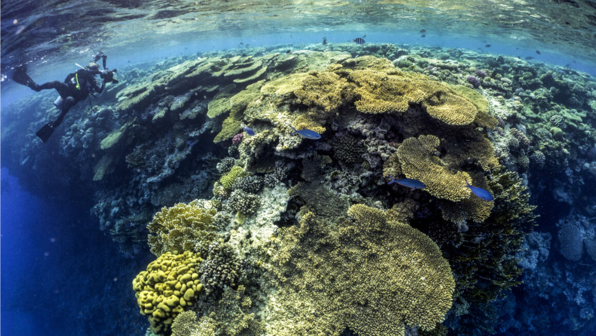 Les coraux, des écosystèmes uniques et menacés