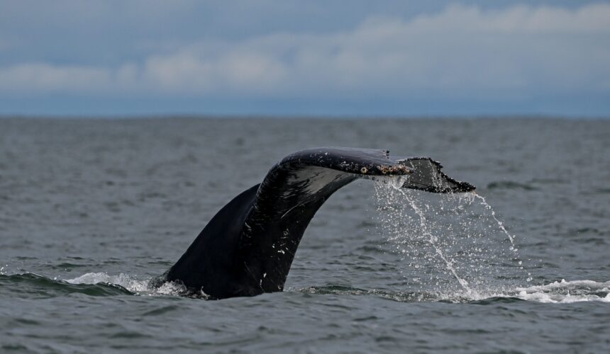 Les espèces menacées d’extinction
