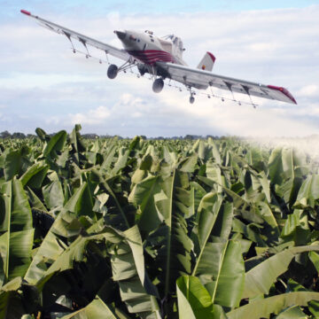 Pesticide de lutte contre le charançon du bananier interdit dès 1977 aux États-Unis et en France en 1990, le chlordécone a été épandu aux Antilles jusqu'en 1993 par dérogation.