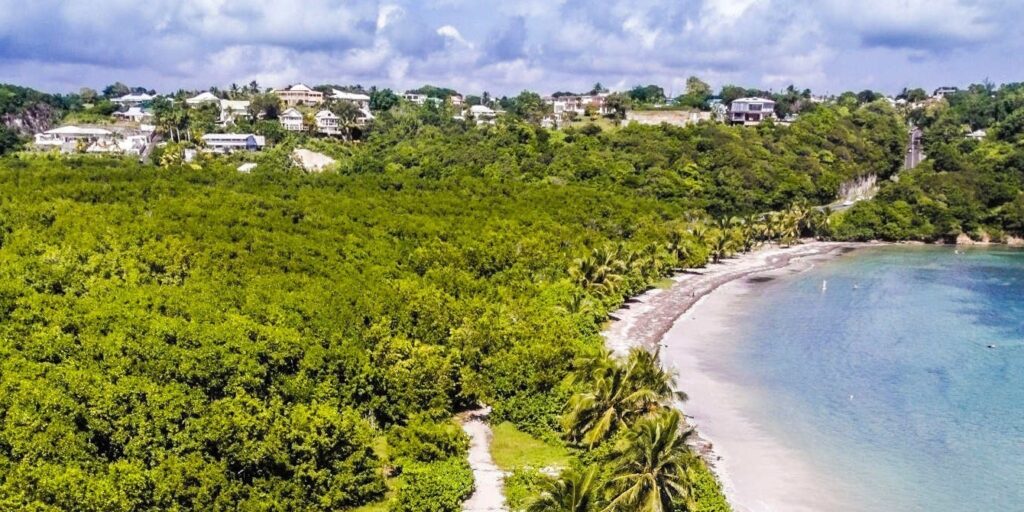 Les sargasses puent mais protègent le littoral