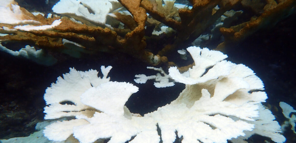 Face à l’épisode de blanchissement corallien sans précédent, l'Aquarium de la Guadeloupe et Igrec Mer ont lancé le 10 octobre une collecte d'information à destination des structures de plongée, mais aussi de tous ceux qui vont sous l'eau. Photo : Caraïbes blog