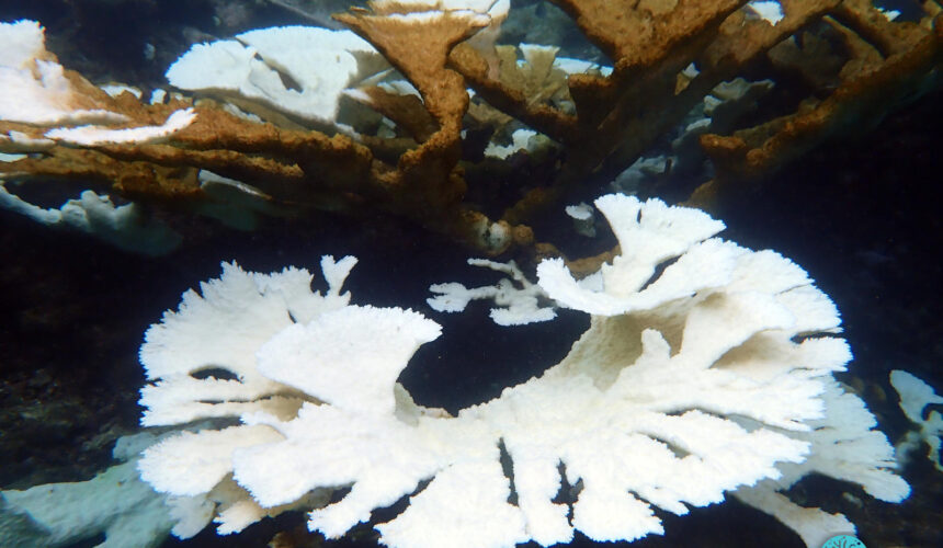 Face à l’épisode de blanchissement corallien sans précédent, l'Aquarium de la Guadeloupe et Igrec Mer ont lancé le 10 octobre une collecte d'information à destination des structures de plongée, mais aussi de tous ceux qui vont sous l'eau. Photo : Caraïbes blog