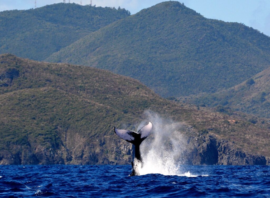 Biodiversité : la France dédie un milliard aux trésors naturels d’Outre-mer
