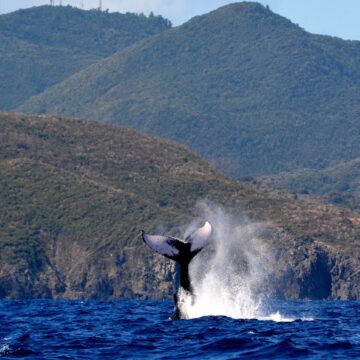 Baleine à bosse réserve naturelle nationale de Saint-Martin sanctuaire Agoa