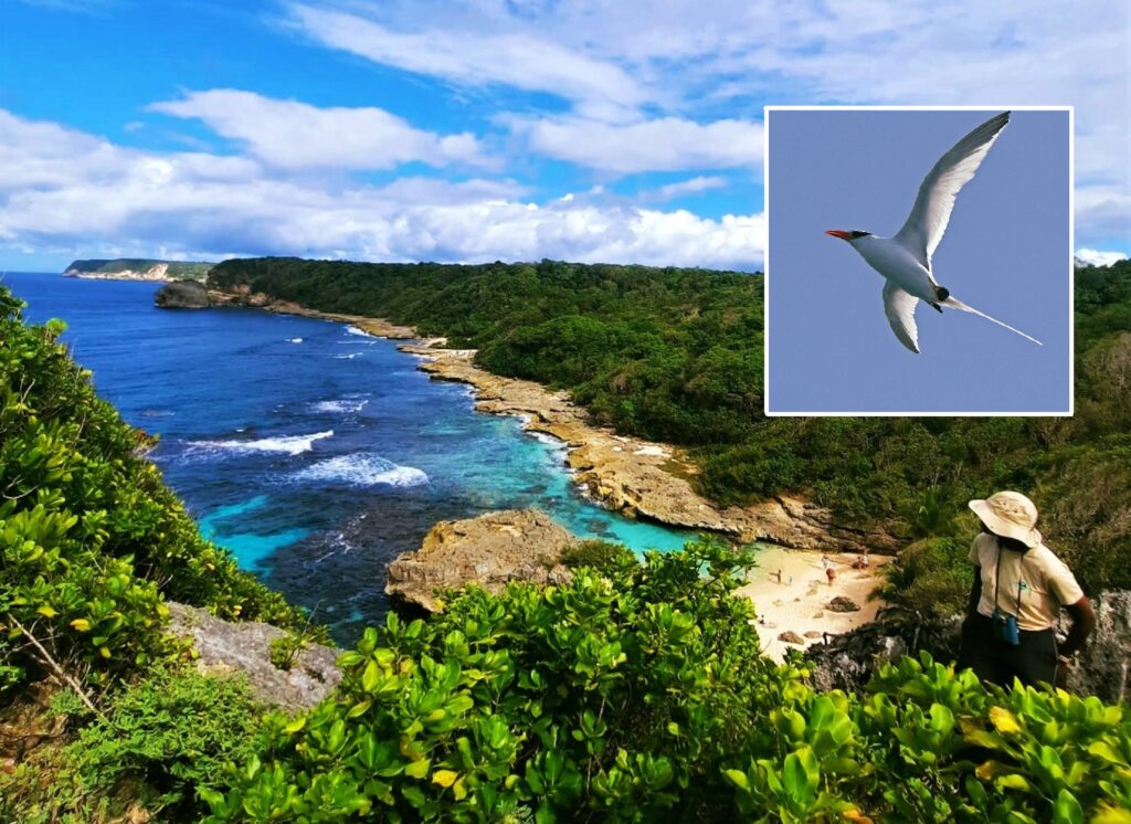 Oiseaux marins : c’est la pause d’inventaire dans le Nord Grande-Terre