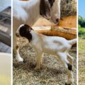 « Depuis mon plus jeune âge, cela a toujours été une passion pour moi » explique Lionel Annacanon, éleveur caprins de la commune de Saint-François. Photo : Gwada Boer Goat