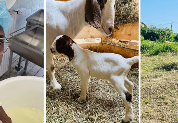 « Depuis mon plus jeune âge, cela a toujours été une passion pour moi » explique Lionel Annacanon, éleveur caprins de la commune de Saint-François. Photo : Gwada Boer Goat