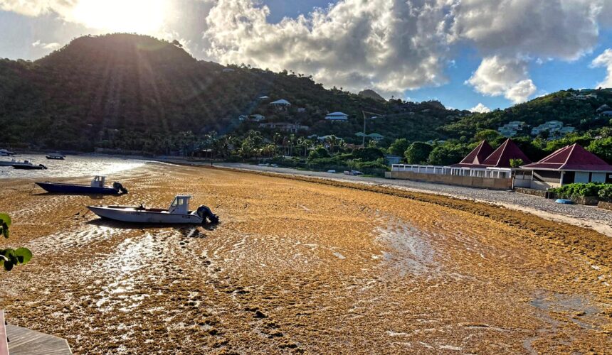 Échouage d’algues sargasses à la baie de Saint Jean en septembre 2022 à Saint-Barthélemy. Photo : Collectivité de Saint-Barthélemy Officiel