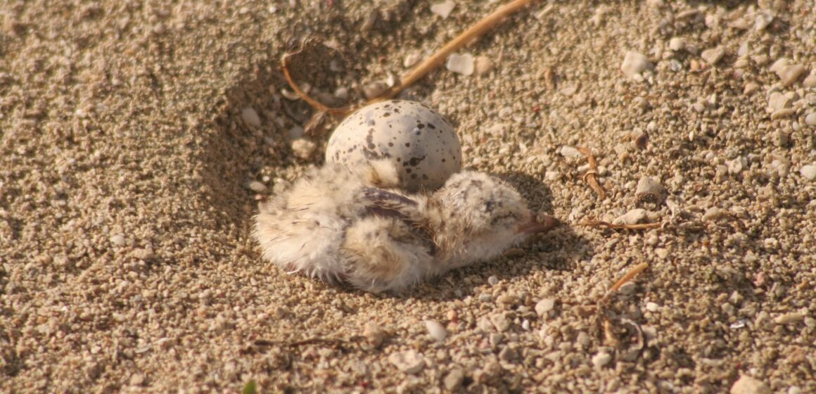 Les nids des sternes, camouflés dans le sable clair, sont vulnérables aux perturbations humaines. Photo : Parc national de la Guadeloupe