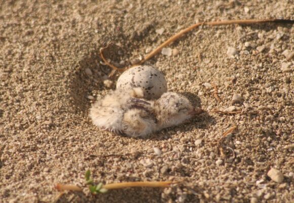 Les nids des sternes, camouflés dans le sable clair, sont vulnérables aux perturbations humaines. Photo : Parc national de la Guadeloupe