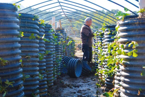 Un villageois effectue une plantation tridimensionnelle de plants de fraises dans le village de Qianfota, ville d'Anqing, province d'Anhui (est de la Chine) le 23 octobre 2024. Photo : CFOTO / Sipa USA