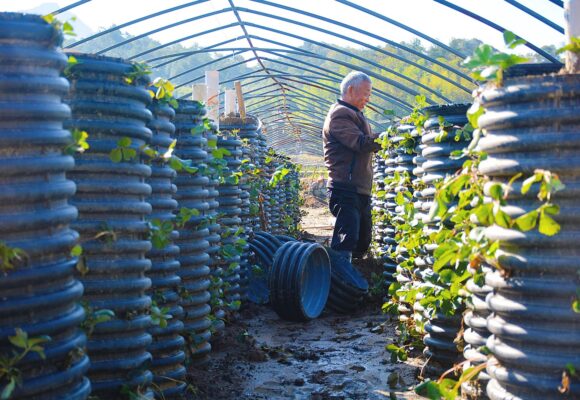 Un villageois effectue une plantation tridimensionnelle de plants de fraises dans le village de Qianfota, ville d'Anqing, province d'Anhui (est de la Chine) le 23 octobre 2024. Photo : CFOTO / Sipa USA