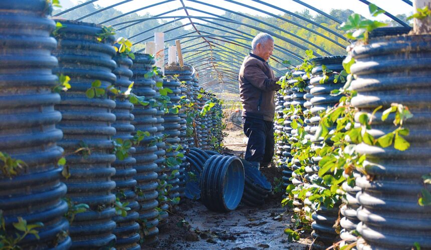 Un villageois effectue une plantation tridimensionnelle de plants de fraises dans le village de Qianfota, ville d'Anqing, province d'Anhui (est de la Chine) le 23 octobre 2024. Photo : CFOTO / Sipa USA