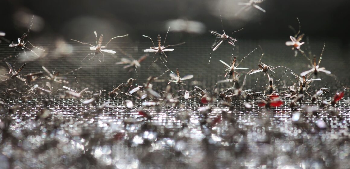 Originaire d'Asie d’où il s’est propagé depuis 1980, Aedes albopictus s'est adapté à une large gamme de climats, des tropiques aux régions tempérées. Photo : Sipa