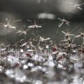 Originaire d'Asie d’où il s’est propagé depuis 1980, Aedes albopictus s'est adapté à une large gamme de climats, des tropiques aux régions tempérées. Photo : Sipa