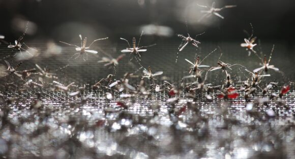 Originaire d'Asie d’où il s’est propagé depuis 1980, Aedes albopictus s'est adapté à une large gamme de climats, des tropiques aux régions tempérées. Photo : Sipa