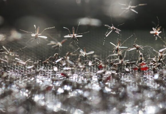 Originaire d'Asie d’où il s’est propagé depuis 1980, Aedes albopictus s'est adapté à une large gamme de climats, des tropiques aux régions tempérées. Photo : Sipa