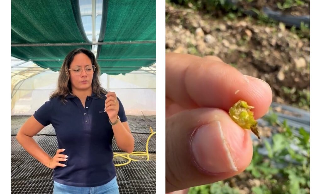 Cécidomyie : la menace qui fait flamber les tomates
