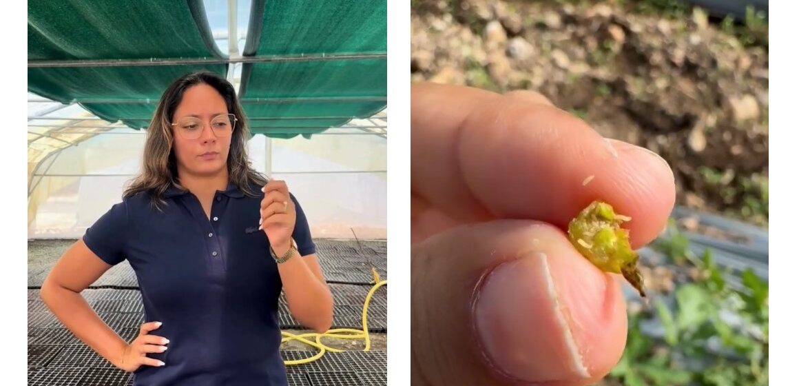 L’exploitation de Caroline Noirault qui cultive près de 30 hectares de tomates à Saint-François et Petit-Canal est le terrain d’expérimentation de la lutte contre la cécidomyie. Photo : Capture écran Iguafhlor