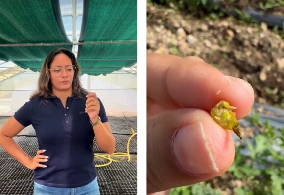 L’exploitation de Caroline Noirault qui cultive près de 30 hectares de tomates à Saint-François et Petit-Canal est le terrain d’expérimentation de la lutte contre la cécidomyie. Photo : Capture écran Iguafhlor