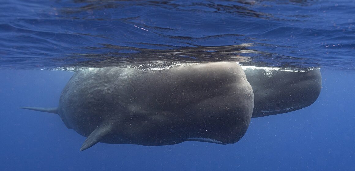Des cachalots nagent ensemble au large de la Dominique en mars 2024. Dans une étude publiée mardi 7 mai dans la revue Nature Communications, des scientifiques étudiant les cachalots vivant autour de l'île caribéenne ont décrit pour la première fois les éléments de base de leur manière de communiquer entre eux. Ces recherches pourraient un jour contribuer à mieux les protéger. Photo : Samuel Lam via AP