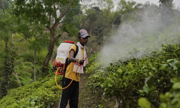 Photo d’illustration. Un ouvrier pulvérise des pesticides sur des feuilles dans une plantation. AP Photo/Anupam Nath