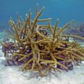 Ponte des coraux du genre Acropora, Guadeloupe août 2022. Photo : Claude Bouchon / Parc national de Guadeloupe