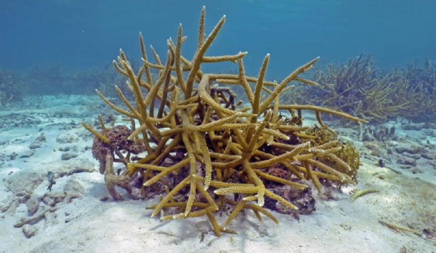 Ponte des coraux du genre Acropora, Guadeloupe août 2022. Photo : Claude Bouchon / Parc national de Guadeloupe