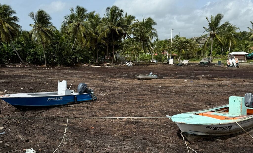 Les bateaux de Sainte-Marie, scellés dans les sargasses