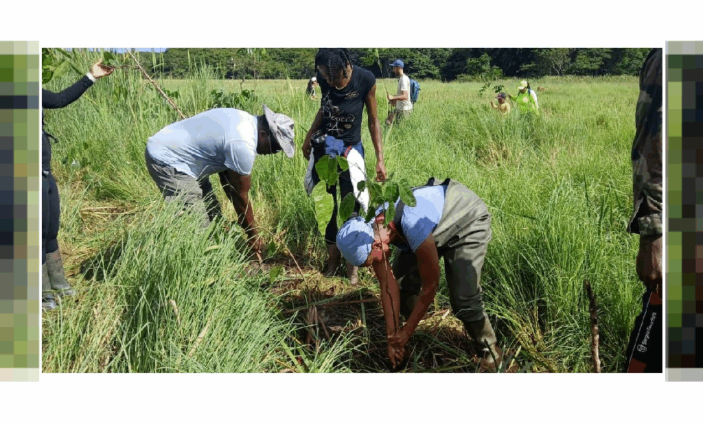 La forêt de Golconde retrouve ses mangles grâce aux bénévoles