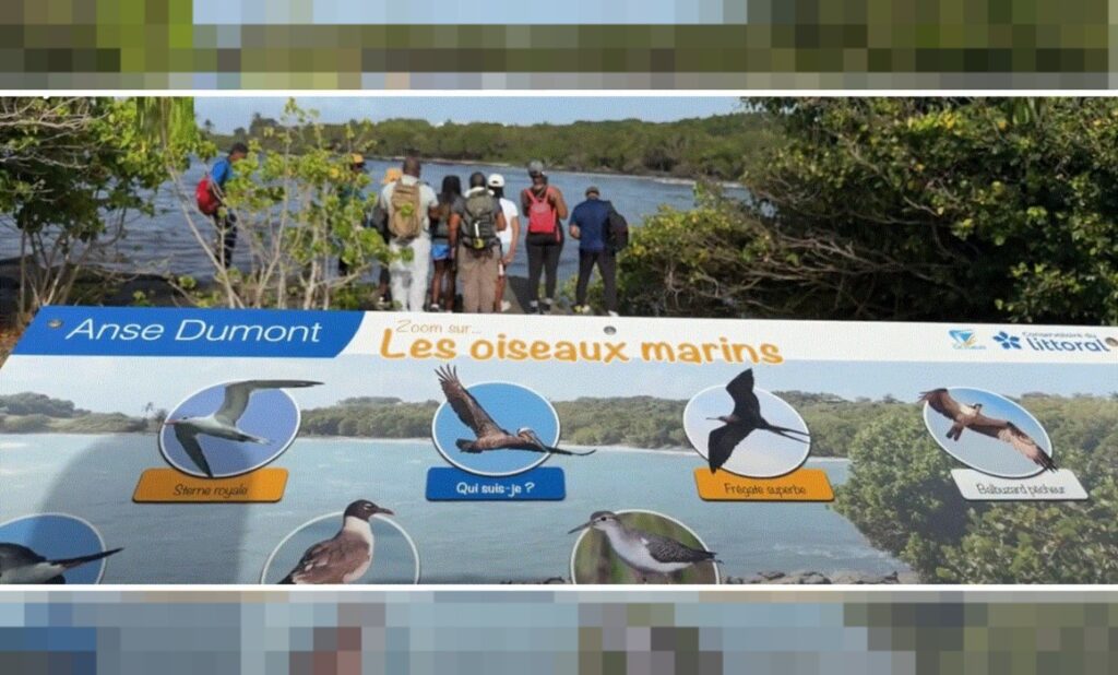 Un sentier au Gosier pour voler à la rencontre des oiseaux