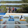 Un panneau pédagogique du sentier « Gozyé ékolo » à Saint-Félix au Gosier qui permet d'identifier et de comprendre le rôle écologique des oiseaux locaux. Photo : capture écran Canal 10