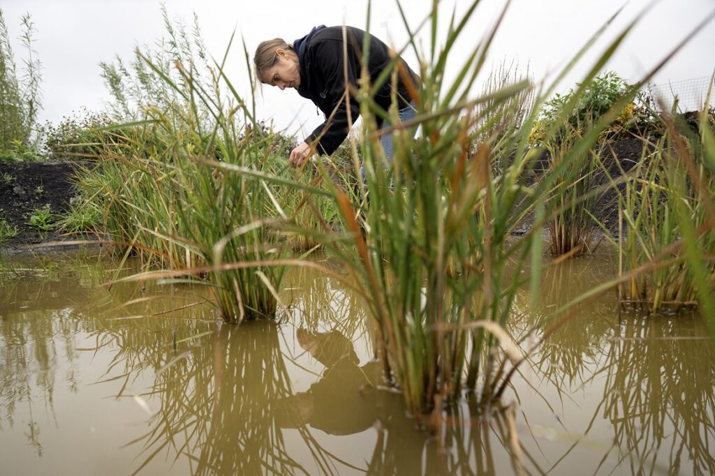 La docteure Nadine Mitschunas, écologue au UK Centre for Ecology and Hydrology, inspecte une culture de diverses espèces de riz sur un site expérimental de tourbières réhumidifiées dans les Fens du Cambridgeshire, à Pymoor, près d'Ely, dans l'est de l'Angleterre, le 14 octobre 2025. Photo : Oli Scarff / AFP