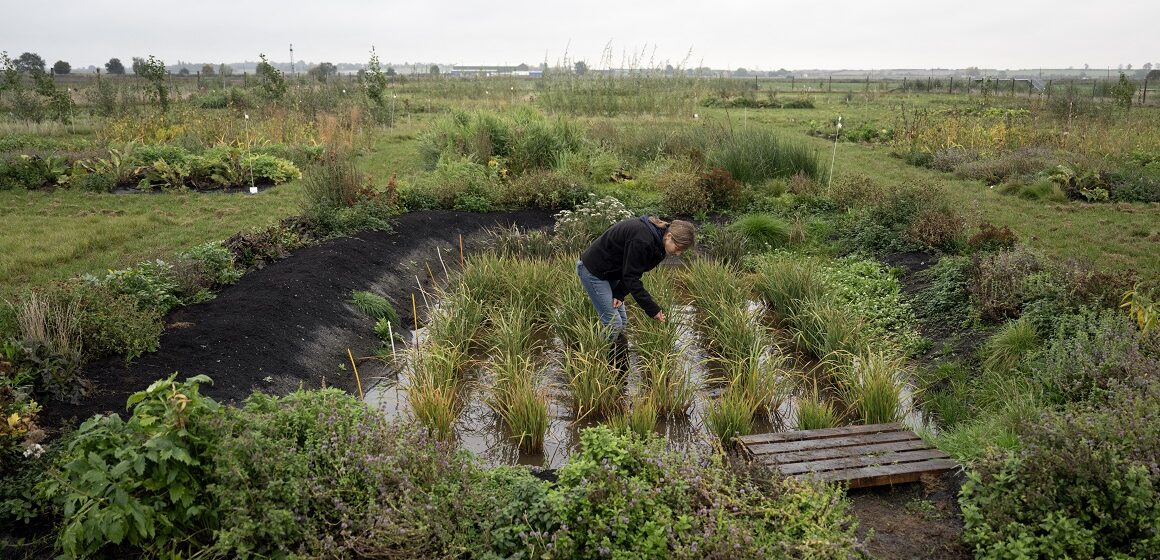 Cultiver du riz « n'a jamais été fait auparavant au Royaume-Uni », a déclaré la docteure Nadine Mitschunas, écologue au UK Centre for Ecology and Hydrology, en inspectant une culture de diverses espèces de riz sur un site expérimental dans l'est de l'Angleterre, le 14 octobre 2025. Photo : Oli Scarff / AFP