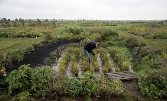 Cultiver du riz « n'a jamais été fait auparavant au Royaume-Uni », a déclaré la docteure Nadine Mitschunas, écologue au UK Centre for Ecology and Hydrology, en inspectant une culture de diverses espèces de riz sur un site expérimental dans l'est de l'Angleterre, le 14 octobre 2025. Photo : Oli Scarff / AFP Cultiver du riz « n'a jamais été fait auparavant au Royaume-Uni », a déclaré la docteure Nadine Mitschunas, écologue au UK Centre for Ecology and Hydrology, en inspectant une culture de diverses espèces de riz sur un site expérimental dans l'est de l'Angleterre, le 14 octobre 2025. Photo : Oli Scarff / AFP