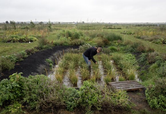 Cultiver du riz « n'a jamais été fait auparavant au Royaume-Uni », a déclaré la docteure Nadine Mitschunas, écologue au UK Centre for Ecology and Hydrology, en inspectant une culture de diverses espèces de riz sur un site expérimental dans l'est de l'Angleterre, le 14 octobre 2025. Photo : Oli Scarff / AFP