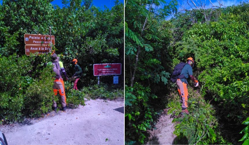 Des ouvriers forestiers débroussaillent et nettoient le sentier de la Pointe à Cabrit à Saint-François, le 20 novembre. Photo : ONF Guadeloupe