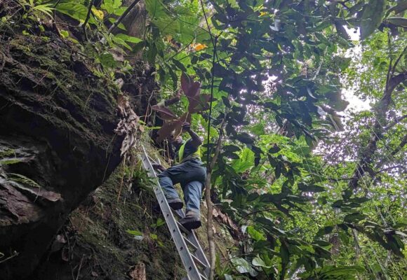 Un agent de l'Office national des forêts (ONF) procède à l’arrachage manuel d’un Miconia calvescens à Matouba, sur les hauteurs de Saint-Claude en Guadeloupe en juin 2023. Photo : ONF Guadeloupe Un agent de l'Office national des forêts (ONF) procède à l’arrachage manuel d’un Miconia calvescens à Matouba, sur les hauteurs de Saint-Claude en Guadeloupe en juin 2023. Photo : ONF Guadeloupe