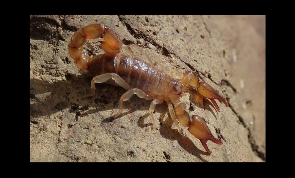 La richesse de la biodiversité locale grimpe encore