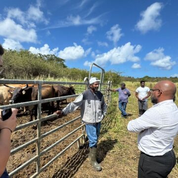 Inauguration de l'atelier d'engraissement bovin à Petit-Canal, le 30 janvier. Photo : Ville de Petit-Canal