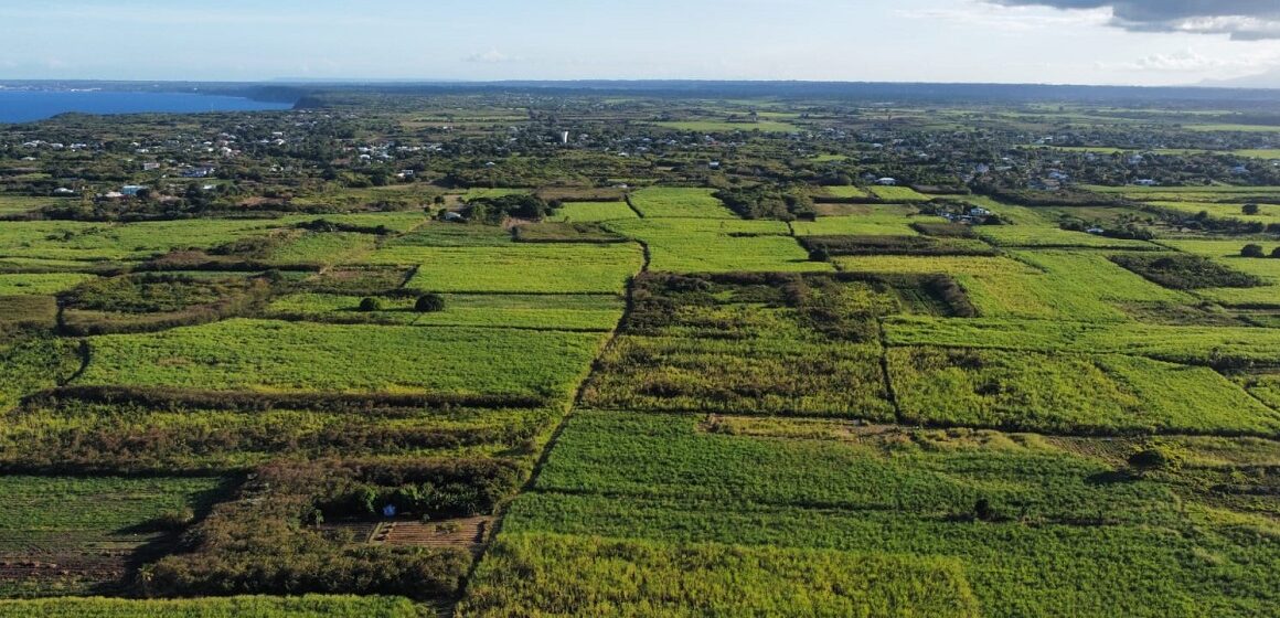 Champs de canne à Dadoud Petit-Canal, février 2026. Photo : DR Champs de canne à Dadoud Petit-Canal, février 2026. Photo : DR