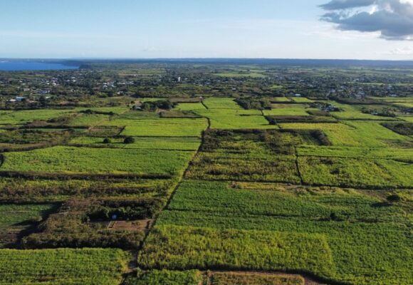 Champs de canne à Dadoud Petit-Canal, février 2026. Photo : DR