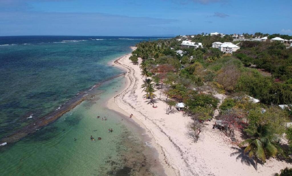 Le Moule se prépare à ramasser les sargasses sur les plages