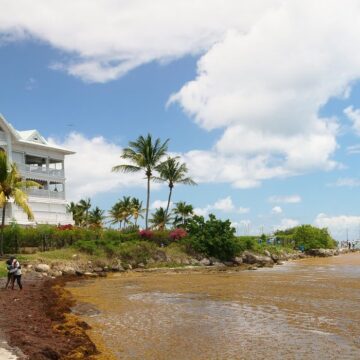 Sur le littoral de Saint-François les accumulations de sargasses s'observent. Avril 2026. Photo: LCG Sur le littoral de Saint-François les accumulations de sargasses s'observent. Avril 2026. Photo: LCG