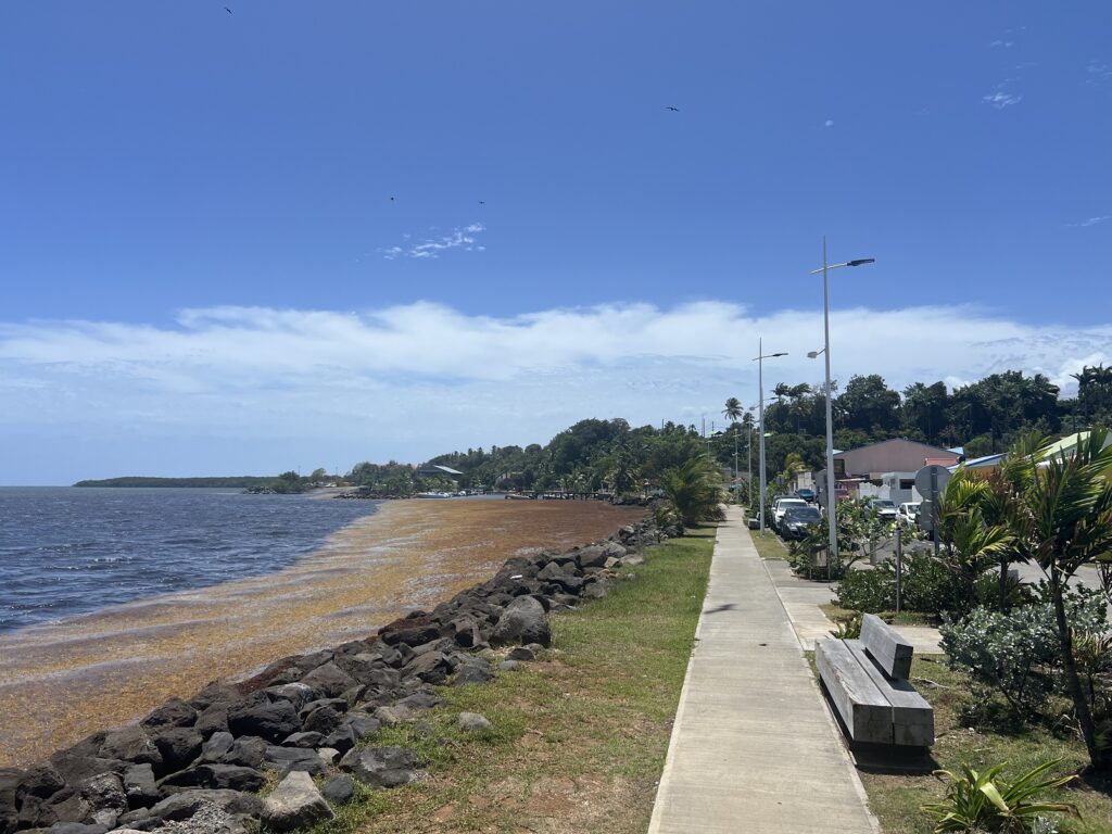 Les sargasses s'accumulent sur le littoral du bourg à Petit-Bourg, 8 avril 2026. Photo / LCG