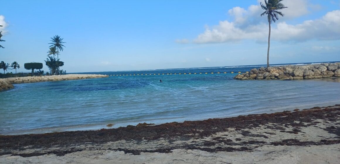 Sargasses sur la plage du bourg de Sainte-Anne, avril 2026. Photo : LCG Sargasses sur la plage du bourg de Sainte-Anne, avril 2026. Photo : LCG
