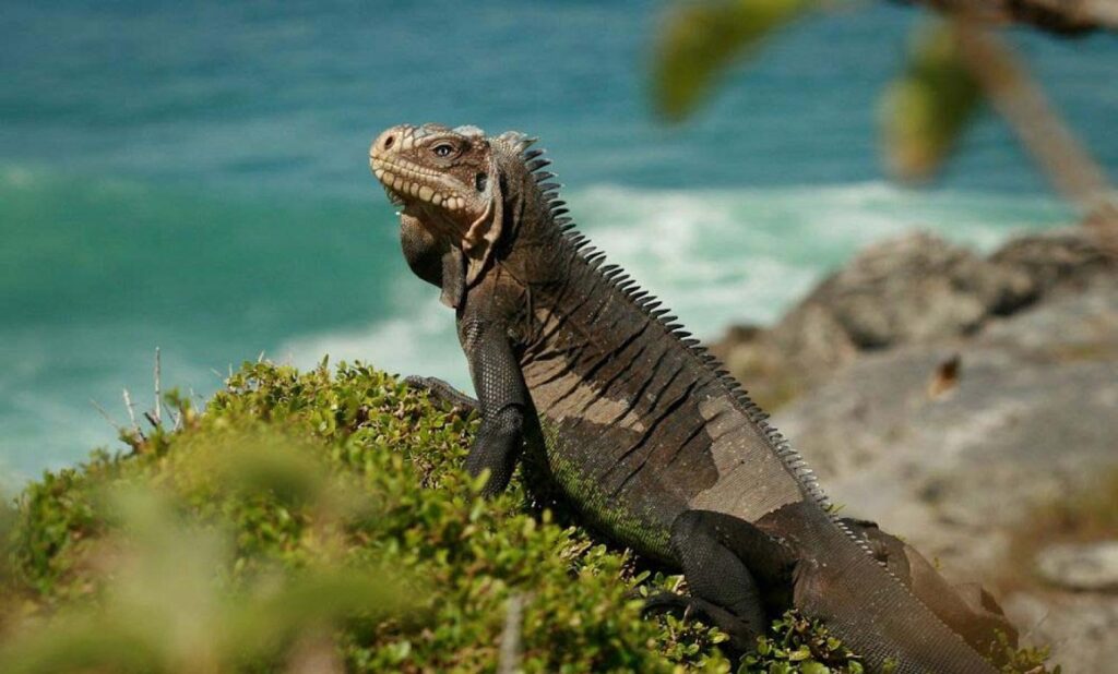 L’iguane péyi est au bord du gouffre