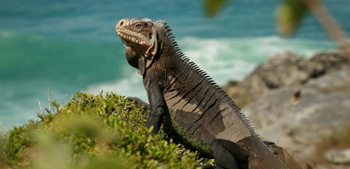 Iguane des Petites Antilles (Iguana delicatissima). Photo : Patricia Brouard Iguane des Petites Antilles (Iguana delicatissima). Photo : Patricia Brouard