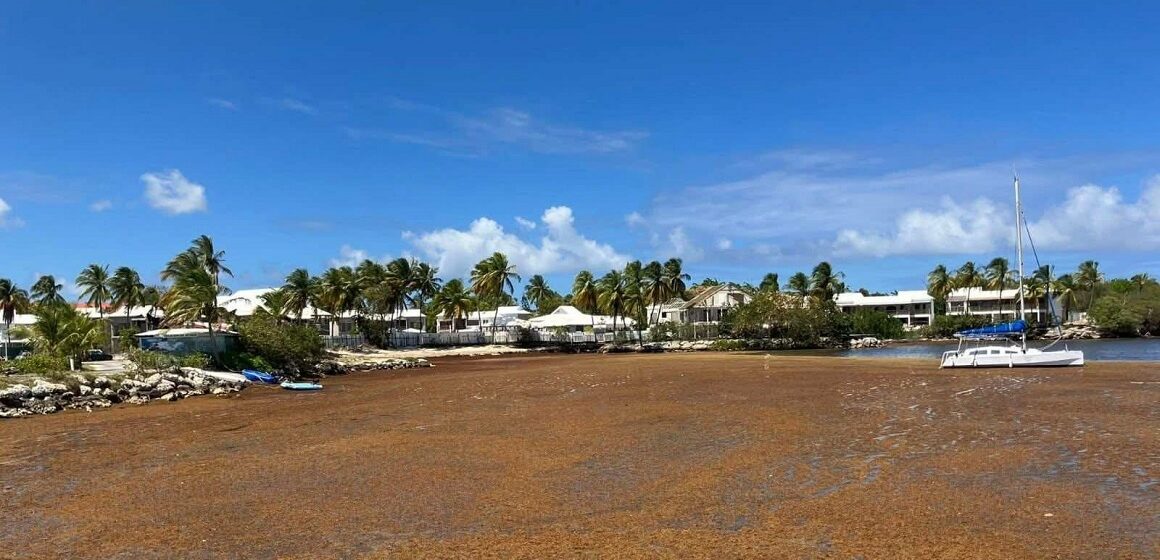En raison des échouements de sargasses non ramassées, la baie de Saint-François est un point rouge de pollution ce mois de mai 2026. Photo : Météo des Antilles